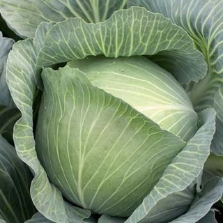 Капуста белокочанная Муксума F1 - ООО «Семена Тут»
