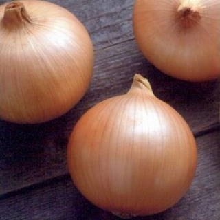 img-0: Лук репчатый Кэнди F1 - ООО «Семена Тут»