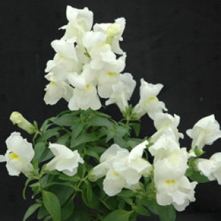 Львиный зев Флорал Шауэрс Вайт [1000 шт] - ООО «Семена Тут»