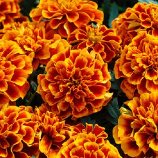 Бархатцы отклоненные Чика Флейм [1000 шт] (инкруст) - ООО «Семена Тут»