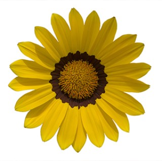 img-1: Газания Энорма Еллоу Виз Ринг [1000 шт] - ООО «Семена Тут»