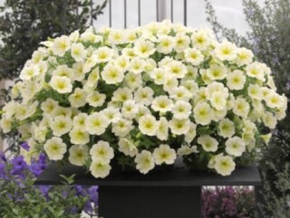 img-2: Петуния ампельная Опера Лемон [250 драже] - ООО «Семена Тут»