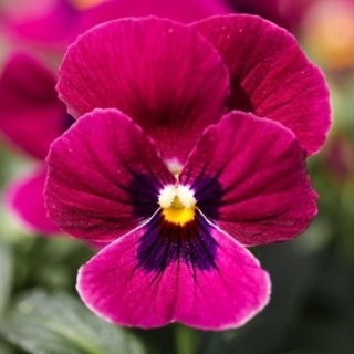 Виола рогатая Сорбет ИксПи Кармин Роуз [1000 шт] - ООО «Семена Тут»