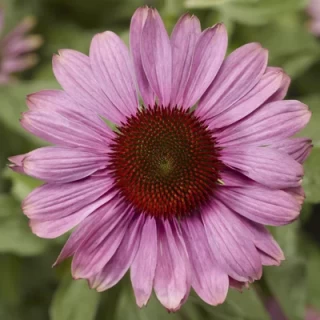 Эхинацея Прери Сплендор Компакт Роуз [100 шт] - ООО «Семена Тут»