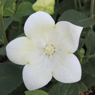 Платикодон Твинкл Вайт [100 шт] - ООО «Семена Тут»