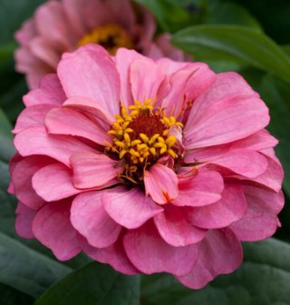 Цинния Джульетта Пинк Шейдес [1000 шт] - ООО «Семена Тут»