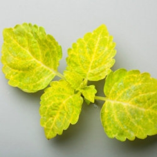 img-1: Колеус Файрвей Еллоу [5000 шт] - ООО «Семена Тут»