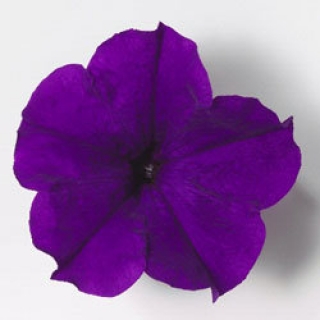 img-1: Петуния ампельная Эксплорер Блю [1000 драже] - ООО «Семена Тут»