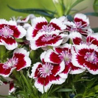 Гвоздика турецкая Диабунда Ред Пикоти [100 драже] - ООО «Семена Тут»