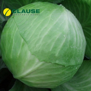 Капуста белокочанная Капорал F1 - ООО «Семена Тут»