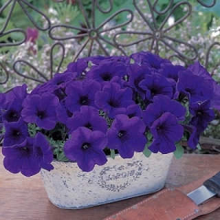 Петуния гибридная Трилоджи Блю [500 драже] - ООО «Семена Тут»