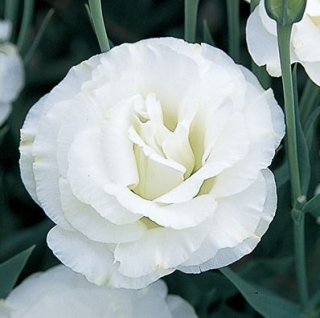 Эустома Арена 2 Килиманджаро  [100 драже] - ООО «Семена Тут»