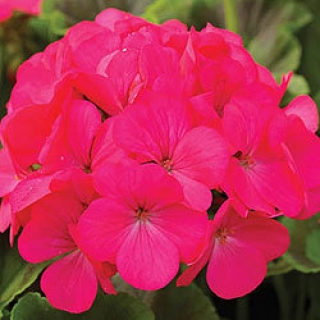 Пеларгония зональная Маверик Роуз [100 шт]* - ООО «Семена Тут»