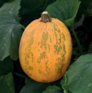 img-1: Тыква мускатная Витаминная - ООО «Семена Тут»