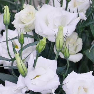 Эустома Арена 1 Вайт [1000 драже] - ООО «Семена Тут»