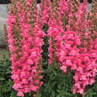 Львиный зев Мэриленд (группа 1,2) Роуз [1000 шт] - ООО «Семена Тут»