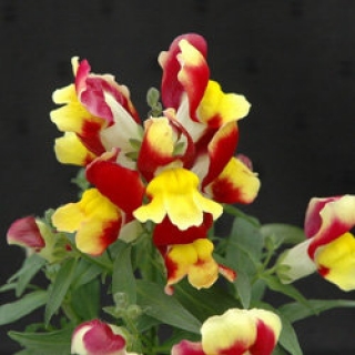 Львиный зев Флорал Шауэрс Ред энд Еллоу Биколор [1000 шт] - ООО «Семена Тут»