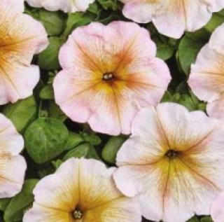 img-0: Петуния мультифлора Ингрид [1000 драже] - ООО «Семена Тут»