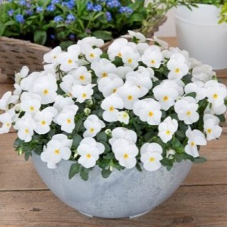 img-0: Виола рогатая Флорал Пауэр F1 Вайт [1000 шт] - ООО «Семена Тут»