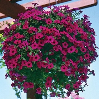 Петуния ампельная F1 Вэйв Парпл Классик [250 драже] - ООО «Семена Тут»