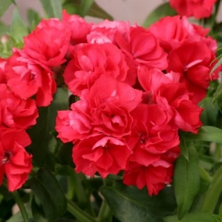 Флокс друммонди Промис Скарлет [100 шт] - ООО «Семена Тут»