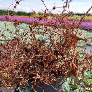 img-1: Щавель извилистый Твистер Купер Ред [1000 шт] - ООО «Семена Тут»