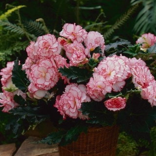 img-1: Бегония клубневая Америгибрид Пикоти Вайт Пинк [1000 драже] - ООО «Семена Тут»