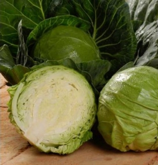 Капуста белокочанная Кандиса F1 - ООО «Семена Тут»