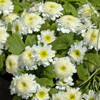 Хризантема девичья Карлос [1050 шт] - ООО «Семена Тут»