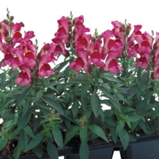 Львиный зев Флорал Шауэрс Фуксия  [1000 шт] - ООО «Семена Тут»