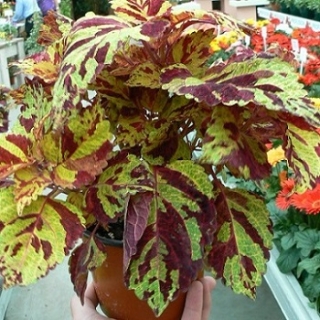 Колеус Файрвей Мозаик [5000 шт] - ООО «Семена Тут»