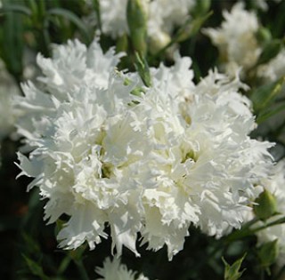 img-1: Гвоздика Элеганс Вайт [500 шт] - ООО «Семена Тут»