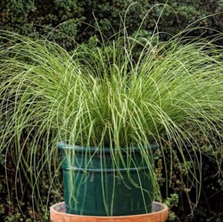 img-0: Осока Феникс Грин [100 м/драже] - ООО «Семена Тут»