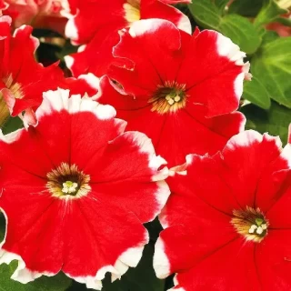img-0: Петуния мультифлора Калиффо Ред Пикоти [100 драже] - ООО «Семена Тут»