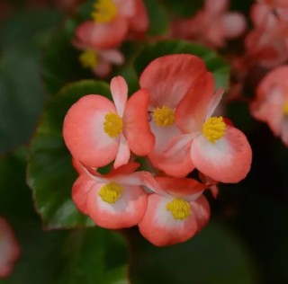 Бегония гибридная Бэби Винг Биколор [100 драже] - ООО «Семена Тут»