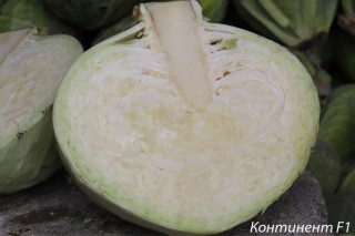 img-1: Капуста белокочанная Континент F1 (инкруст. семена) - ООО «Семена Тут»