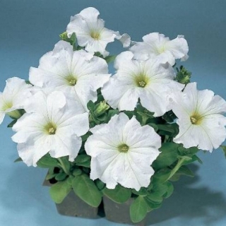 Петуния грандифлора Фалькон Вайт [100 драже] - ООО «Семена Тут»