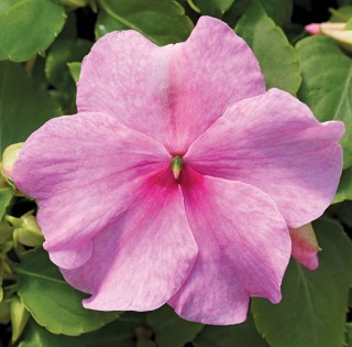 img-0: Бальзамин Акцент Премиум Пинк [1000 шт] - ООО «Семена Тут»