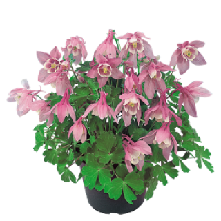 Аквилегия Камео  Пинк энд Вайт [500 шт] - ООО «Семена Тут»