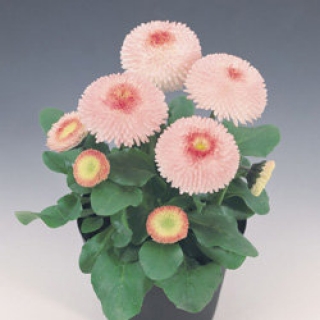 Маргаритка Тассо Стробери энд Крим [250 драже] - ООО «Семена Тут»