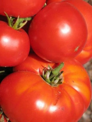 img-0: Томат Америго F1 - ООО «Семена Тут»