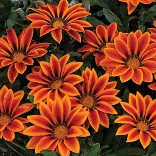 Газания Кисс Оранж Флейм [1000 шт] - ООО «Семена Тут»