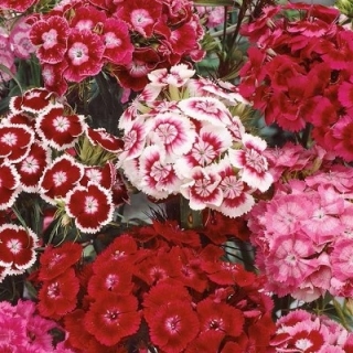 Гвоздика Турецкая Смесь окрасок - ООО «Семена Тут»