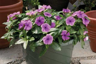 img-1: Катарантус ампельный Солар Аваланж Блюберри [100 шт] - ООО «Семена Тут»