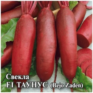 img-1: Свекла Таунус F1 - ООО «Семена Тут»