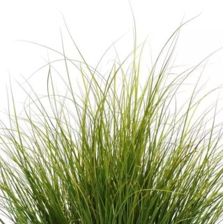 img-1: Осока Феникс Грин [100 м/драже] - ООО «Семена Тут»