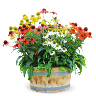 img-1: Эхинацея Поллинейшн Маджента [1000 шт] - ООО «Семена Тут»