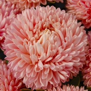 img-0: Астра Балун Шамоа [3 гр] - ООО «Семена Тут»