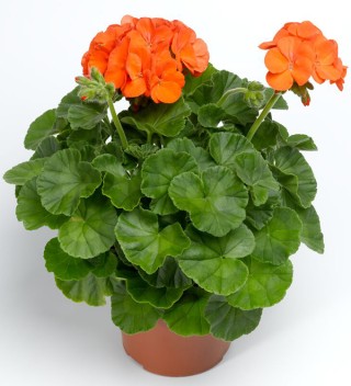 img-1: Пеларгония зональная Пинто Премиум Оранж [100 шт] (инкруст. семена) - ООО «Семена Тут»