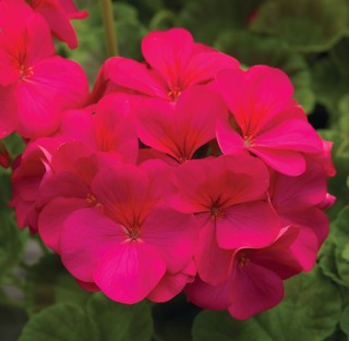 img-0: Пеларгония зональная Пинто Премиум Виолет [1000 шт] - ООО «Семена Тут»